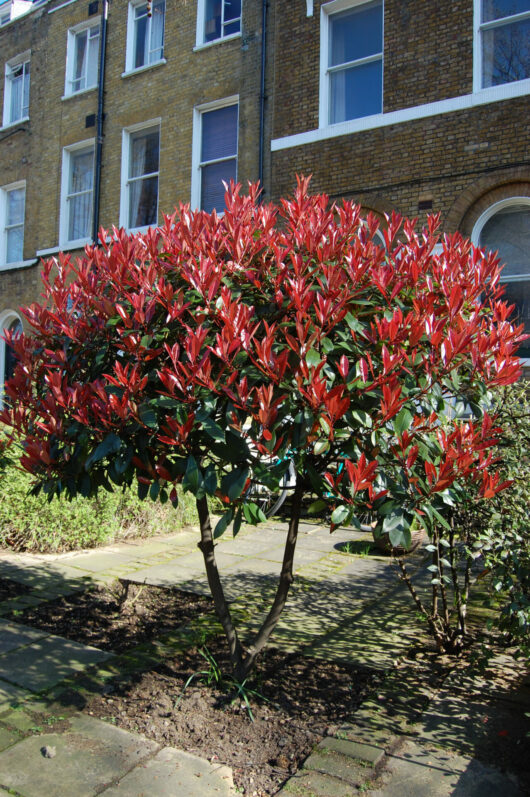 A Photinia 'Red Robin' 10" Pot with red leaves in front of a brick building.