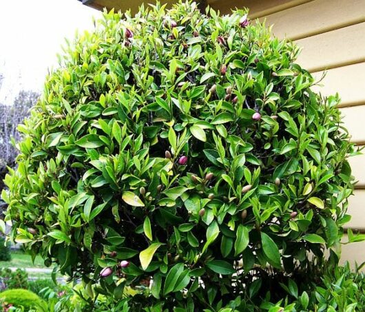 A Michelia 'Port Wine' Magnolia 10" Pot with green leaves in front of a house.