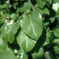 Ornamental Pear Tree