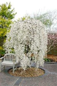 Falling Snow Weeping Cherry