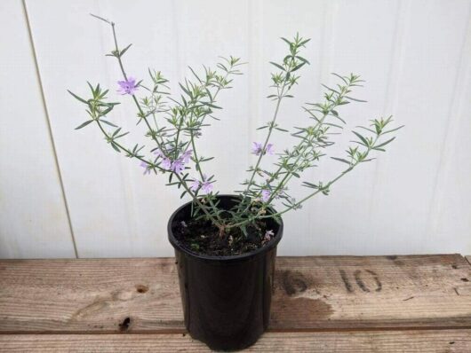 A Westringia glabra 'Violet Westringia' in a 6" pot, featuring slender green stems and small purple flowers, sits gracefully on a wooden surface.