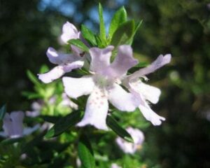 Close-up of a pale pink Westringia glabra 'Violet Westringia' 6" Pot flower with speckled petals, surrounded by green leaves, under natural sunlight.