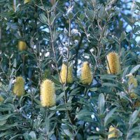 Yellow flowers on a Banksia integrifolia 'Coastal Banksia' tree with green leaves.