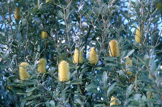 Yellow flowers on a Banksia integrifolia 'Coastal Banksia' tree with green leaves.