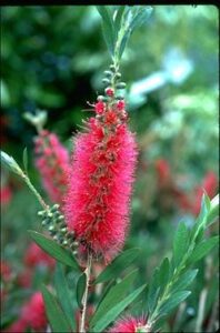 Callistemon 'Western Glory' 10" Pot flowers on a bush with green leaves.