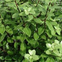 Pittosporum 'Golf Ball' PBR