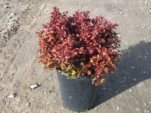 A Coprosma 'Tequila Sunrise' 8" Pot in a pot.