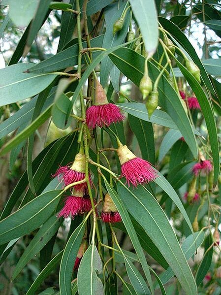 Eucalyptus 'Red Flowering Yellow Gum' - Hello Hello Plants