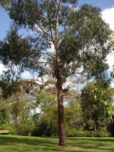 A large Eucalyptus 'Swamp Gum' 10" Pot tree in a park.