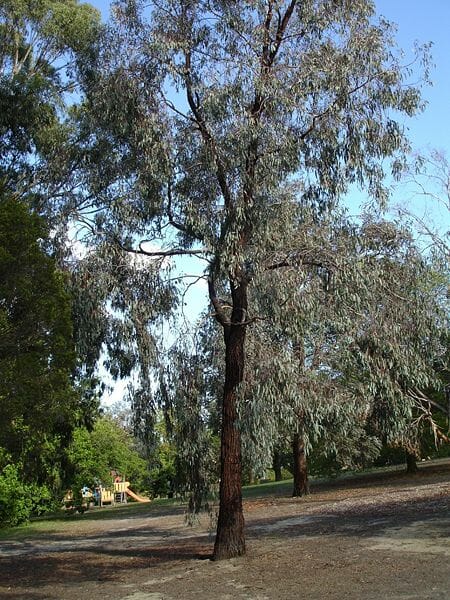 An Eucalyptus 'Mugga/Red Iron Bark' 10" Pot tree in a park.
