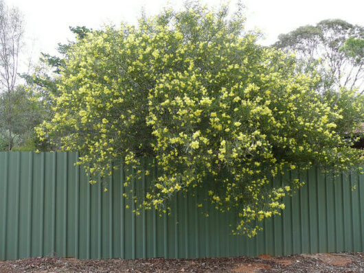 An Acacia 'Flinders Ranges Wattle' 10" Pot with yellow flowers on top of a green fence.