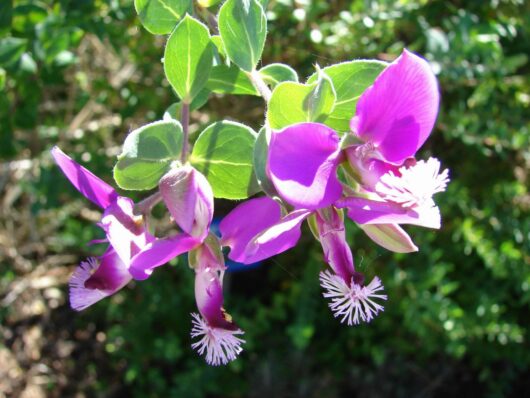 Polygala 'Dazzler' 10" Pot flowers on a plant with green leaves.