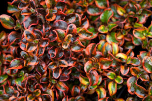 A close up of Coprosma 'Tequila Sunrise' 8" Pot with red and green leaves.