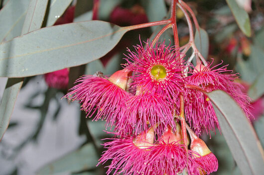 An Eucalyptus 'Mugga/Red Iron Bark' 10" Pot tree with pink flowers.