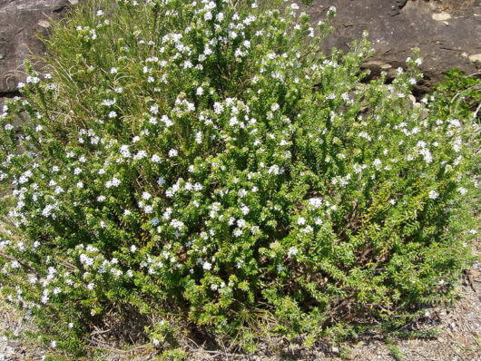 A Westringia 'Coastal Rosemary' 10" Pot with white flowers in front of rocks.