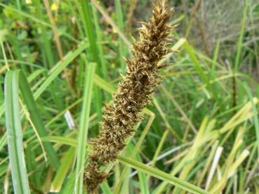 Carex appressa 'Tall Sedge'