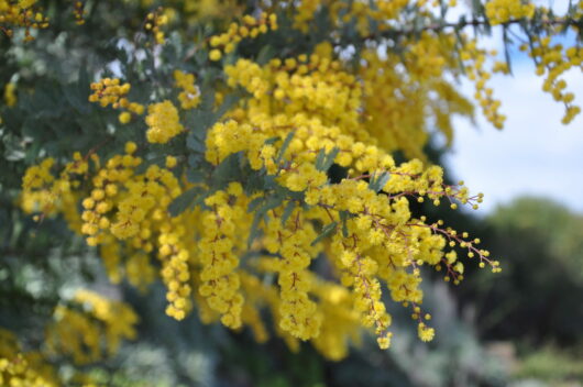 Acacia 'Purple Cootamundra Wattle' 6" Pot flowers blooming on a tree branch.