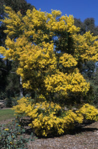 A yellow flowering Acacia 'Brisbane Golden Wattle' 10" Pot tree in a park.