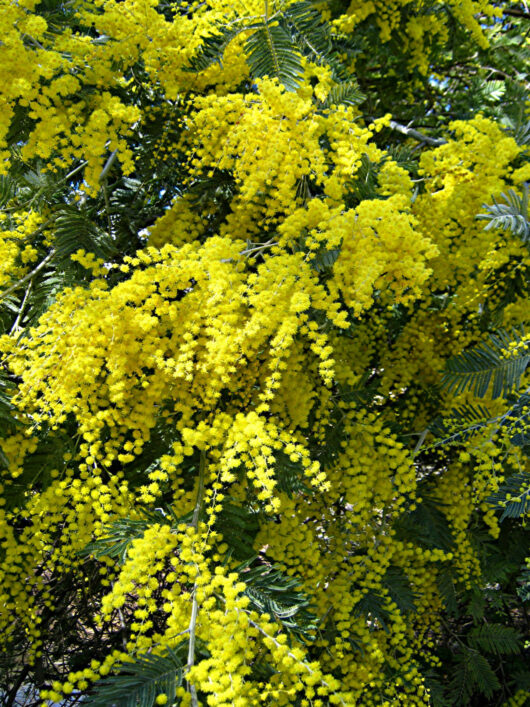 Acacia 'Silver Wattle' 10" Pot flowers on a tree.