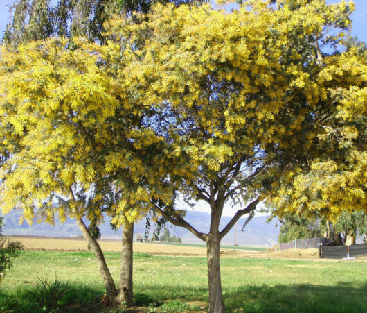 A Acacia 'Silver Wattle' 10" Pot tree in a field.
