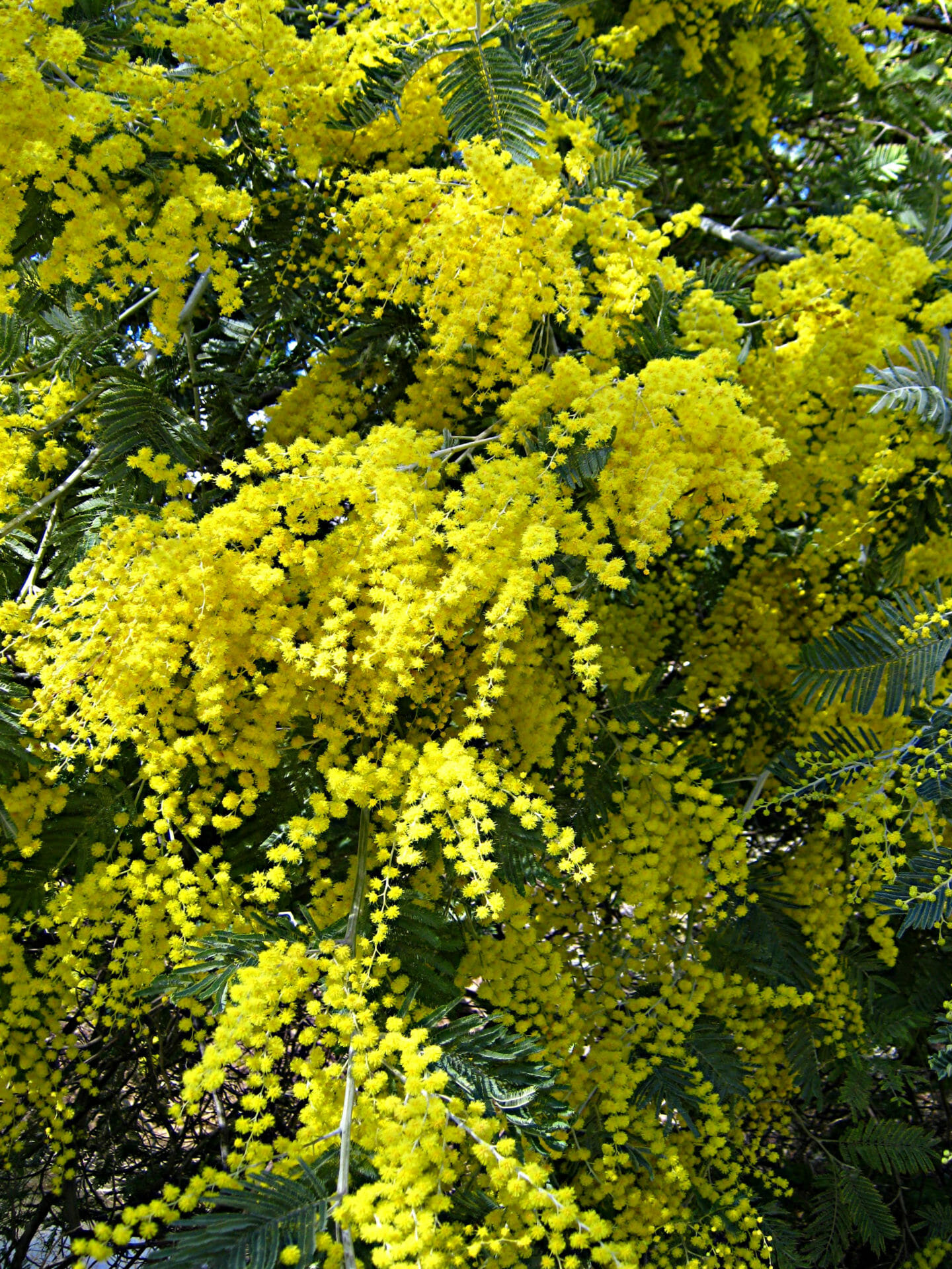 Acacia Silver Wattle Hello Hello Plants