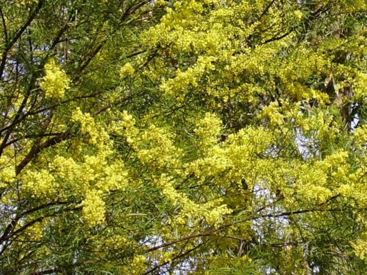 A Acacia 'Brisbane Golden Wattle' 10" Pot with yellow flowers and green leaves.