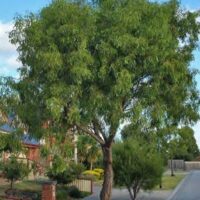 Acacia 'Lightwood' Wattle 16" Pot
