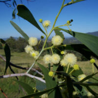 Acacia 'Lightwood' Wattle 16" Pot