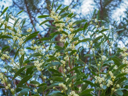 acacia melanoxylon blackwood wattle acacia australian native with green leaves and fluffy creamy yellow blooms