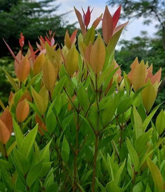 Acmena smithii minor Dwarf Lilly Pilly foliage green leaves with orange red tips