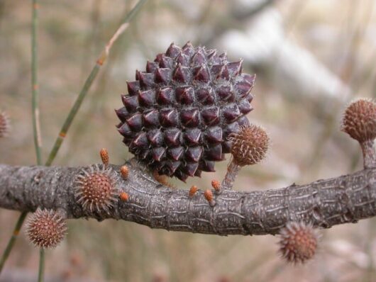 Allocasuarina 'Drooping She-Oak'