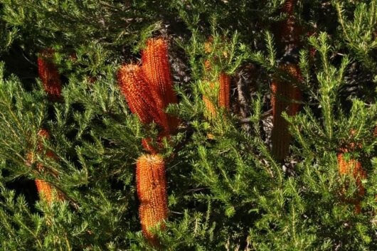 Banksia 'Heath-Leaved Banksia' 6" Pot flowers are growing on a bush.