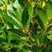 Lush Laurus 'Bay Tree' plant with vibrant green leaves and clusters of small yellow buds under sunlight.