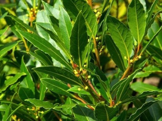 Lush Laurus 'Bay Tree' plant with vibrant green leaves and clusters of small yellow buds under sunlight.