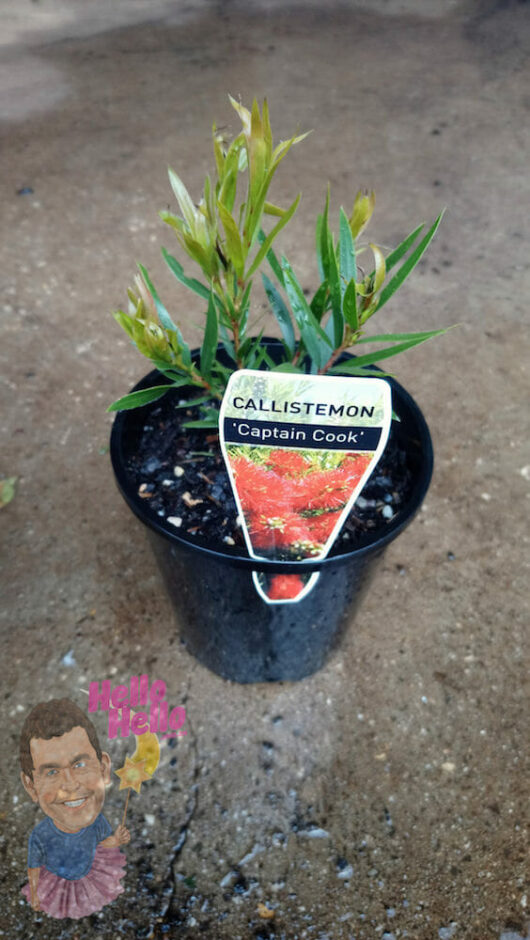 Callistemon "Captain Cook" 6" Pot