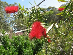 A Callistemon 'Harkness' 16" Pot flower on a tree.