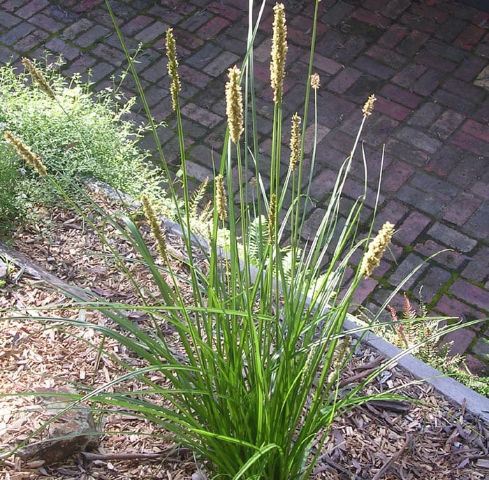 Carex_appressa