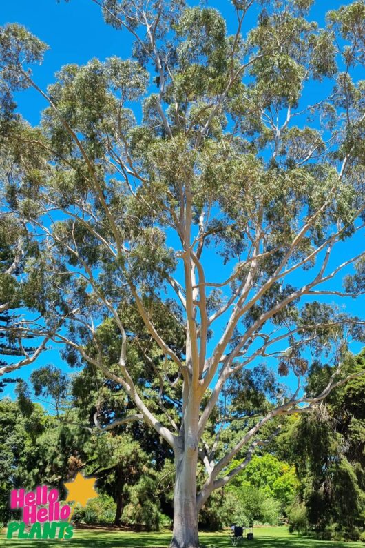 Corymbia 'Lemon Scented Gum' 8" Pot