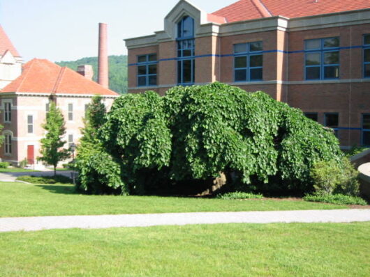 Ulmus glabra 'Weeping Elm'