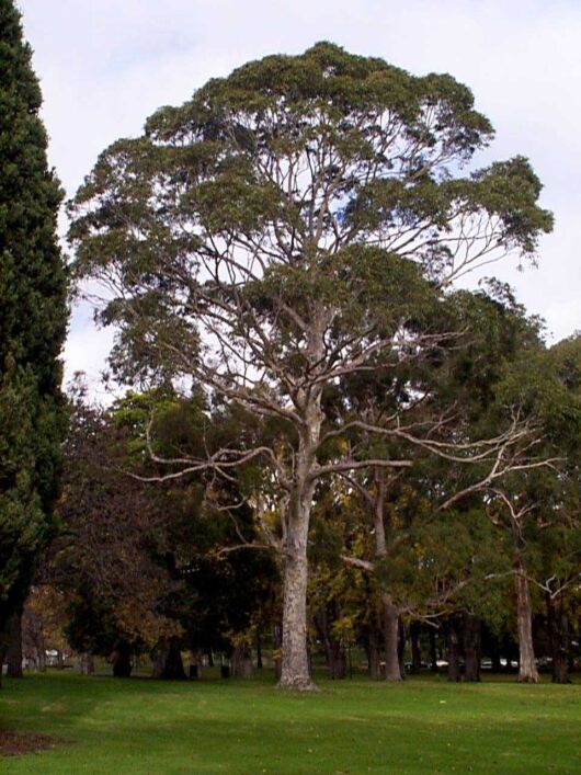A large Corymbia 'Spotted Gum' 12" Pot tree in a park.