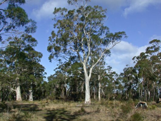 A group of Eucalyptus 'White Peppermint Gum' 10" Pot trees in a field.