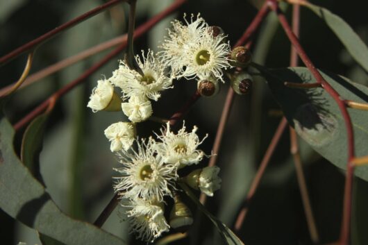 Eucalyptus 'Yellow Box' Gum 13" Pot eucalyptus eucalyptus eucalyptus e.