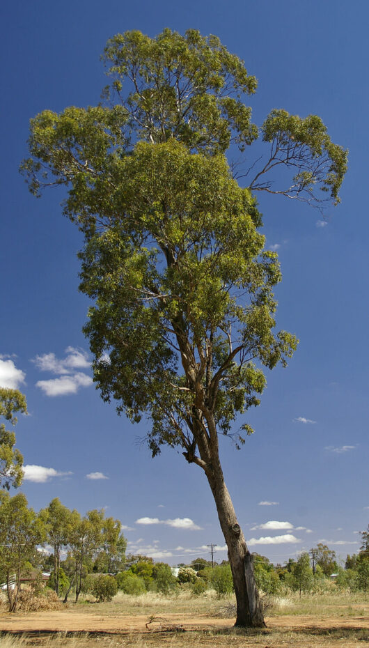 A Eucalyptus 'Yellow Box' Gum 13" Pot in the middle of a field.