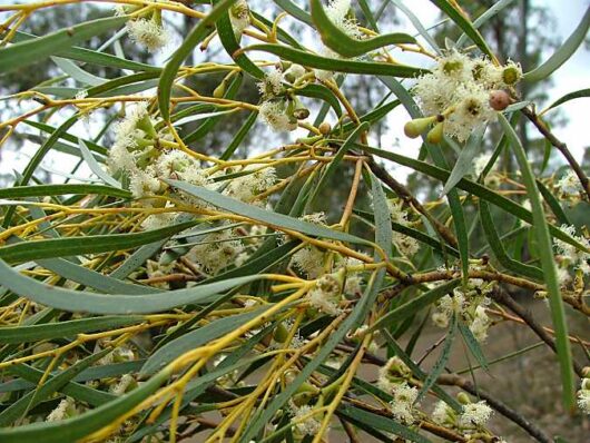 Eucalyptus 'White Peppermint Gum' 10" Pot eucalyptus eucalyptus eucalyptus e.