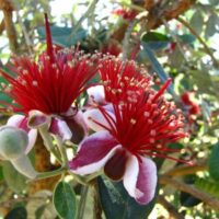 Feijoa 'Pineapple Guava' 12" Pot