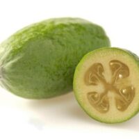 Feijoa 'Pineapple Guava' 12" Pot