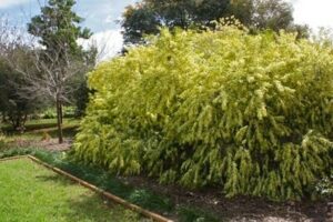 A Acacia 'Gossamer Wattle' 10" Pot bush in the middle of a yard.