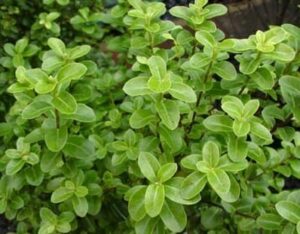 Close-up of green marjoram herbs with rounded, small leaves. The plant grows densely with leaves arranged in pairs along the stems, reminiscent of the compact growth seen in Pittosporum 'Green Pillar' varieties.