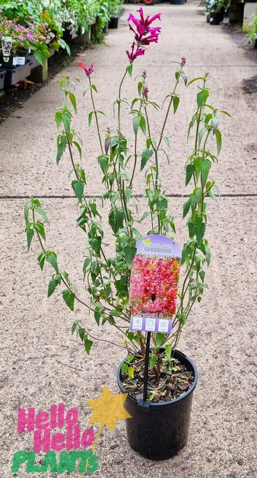 Hello Hello Plants Agastache aurantica Agastache 'Sweet Lili' 6in Pot