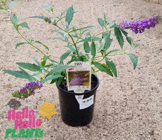 Hello Hello Plants Buddleia davidii Butterfly bush Buddleia ‘Buzz™ Sky Blue’ 6in Pot